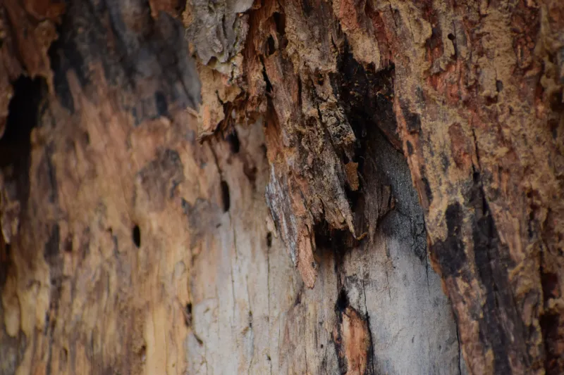 Rotting From Within: The Exterior Wood Decay Your Eyes Keep Missing